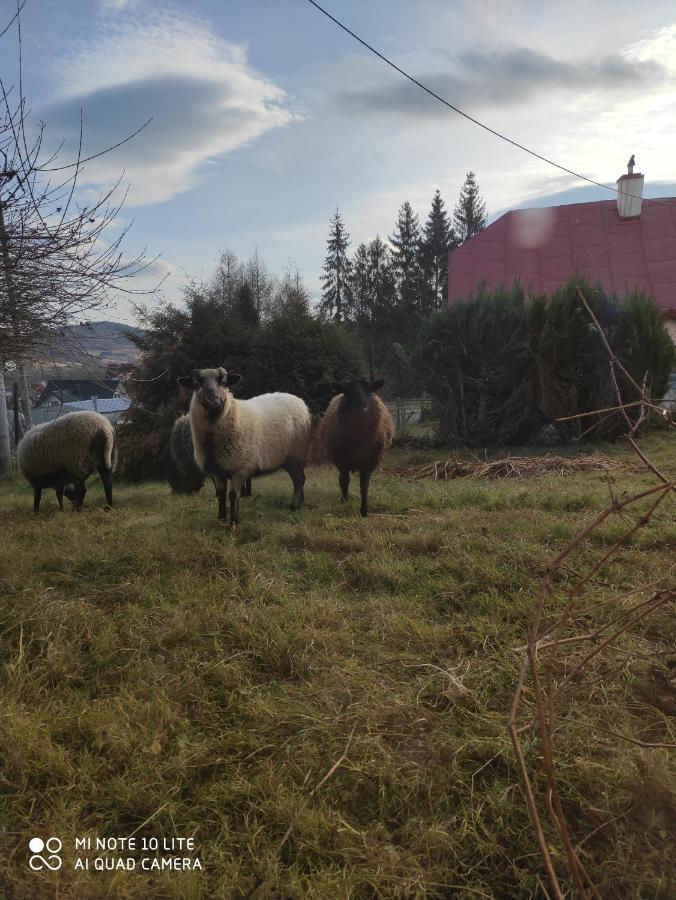 Gromadzyniowka-Pod Czarnym Kogutem Διαμέρισμα Ustrzyki Dolne Εξωτερικό φωτογραφία